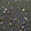 Base Ready Shining Gold