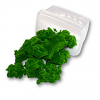 Clump Fern Light Green